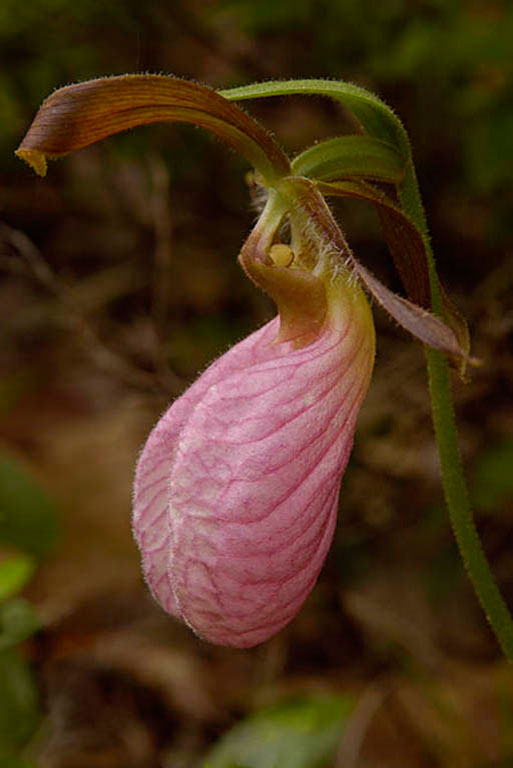 Pink Lady Sliper